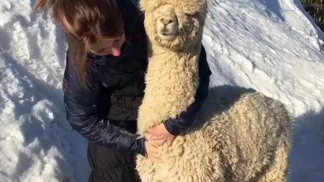 Funny Dog Videos 2021 It's time to LAUGH with Dog's life187