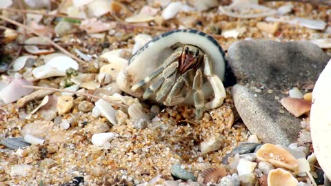 Close up shoot of little hermit crab