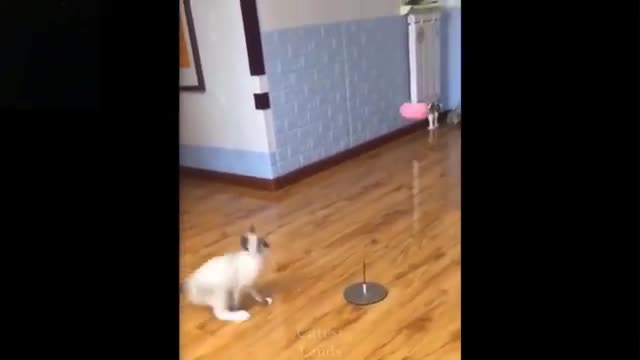 Cat fun video