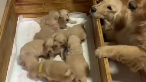 They all look so proud.. especially the cat