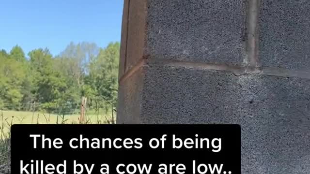 The chances of being killed by a cow are low..