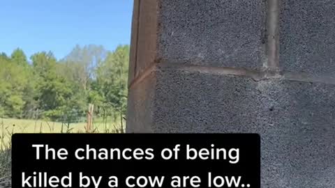 The chances of being killed by a cow are low..