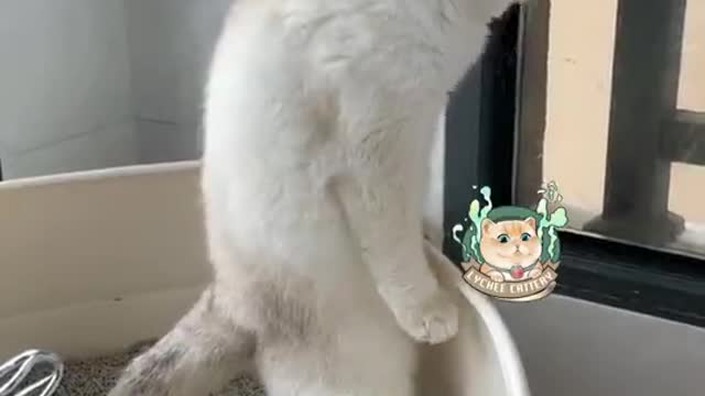 Funny videos / Best animals | Funny videos 2021 Tiktok | #Shorts