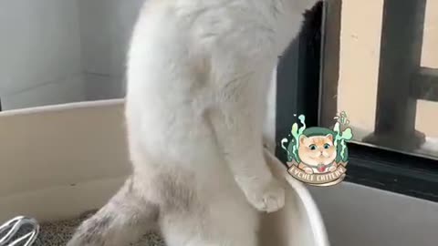 Funny videos / Best animals | Funny videos 2021 Tiktok | #Shorts