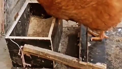 This hen is so happy watch why?