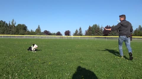 How To Train ANY DOG To Listen OFF LEASH !!
