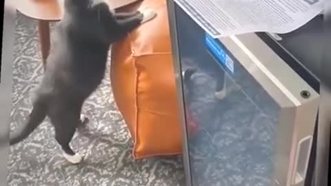 SOO FUNNY - THE FUNNIES CAT !