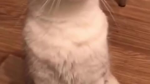 My Crazy Cat Funny Cat Video#shorts