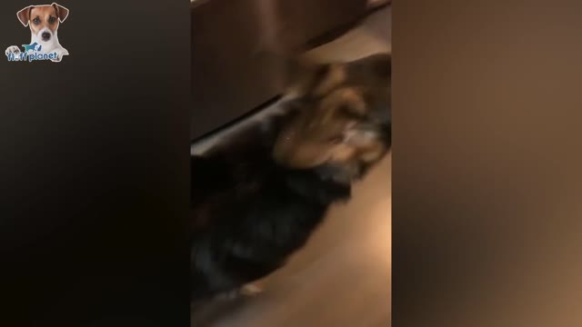 Funny Pets and animals try not to find this funny