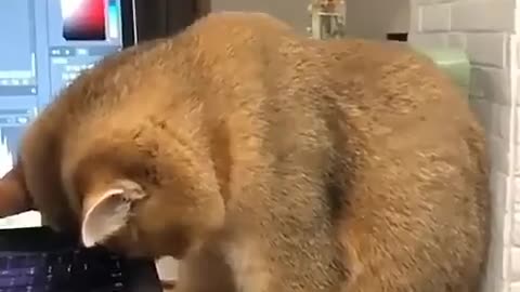 best funny animals compilation video 3