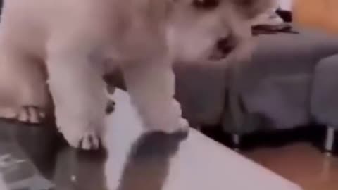 Cute Dog Being Playful