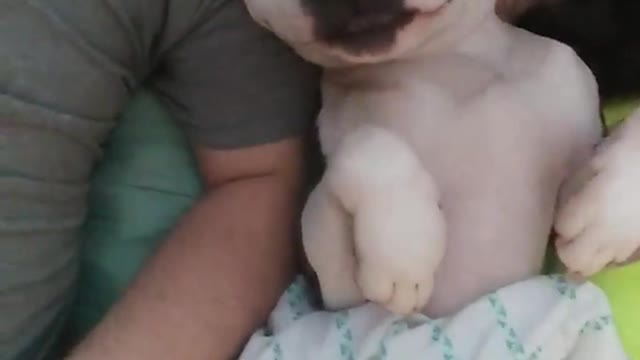 White dog under blanket smiles