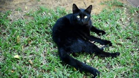 Cute Black Cat Sleeping in the Field and then Dead