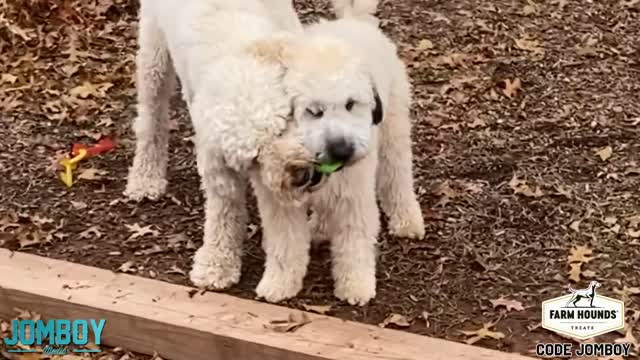 Dogs play with tennis ball