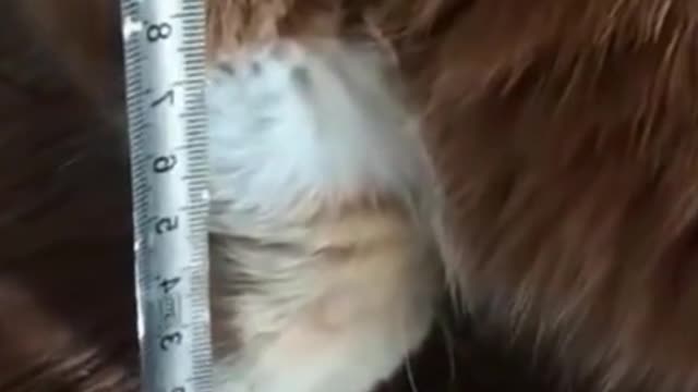 Cute Pets And Funny Animals Compilation 2021#Cat Lovers