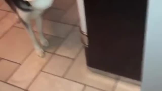 Husky pup drops bowl