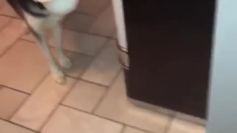 Husky pup drops bowl