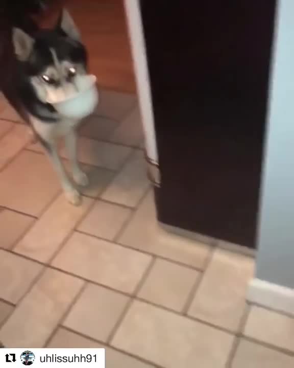Husky pup drops bowl