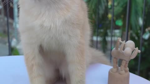 [cat's kitchen] make bitter gourd jelly with cats _( ASMR) _ #tiktok #shorts #cat #pet