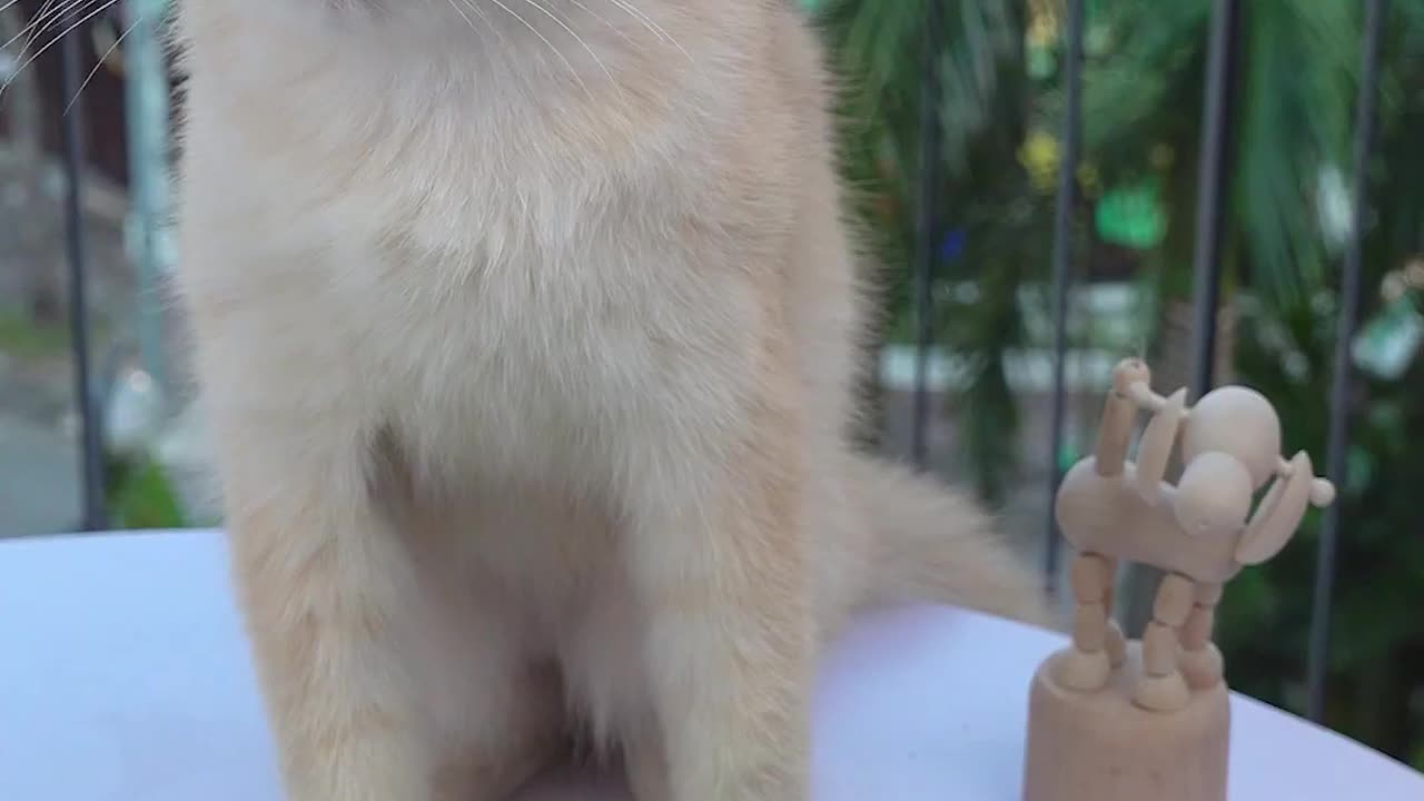 [cat's kitchen] make bitter gourd jelly with cats _( ASMR) _ #tiktok #shorts #cat #pet