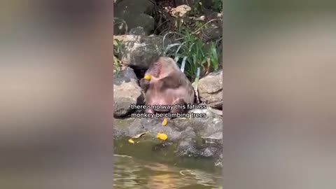 Try to not laughing 🤣 best funny video compliment 🤣🤣