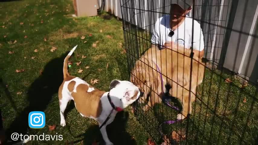 Los Pitbuls