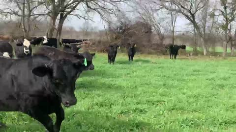 150- Open Brangus and Brangus baldies heifers.
