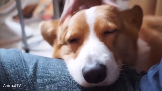 DOG TAKING A CUDDLE FROM THE OWNER