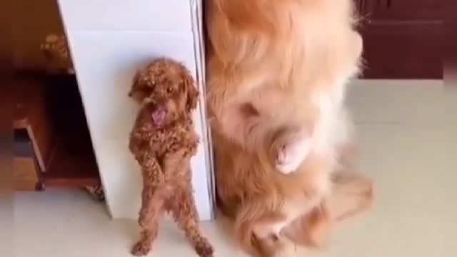 Dog Broke my phone dog cute video