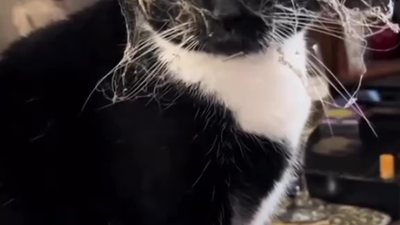 Hahahaha its looks so funny cat