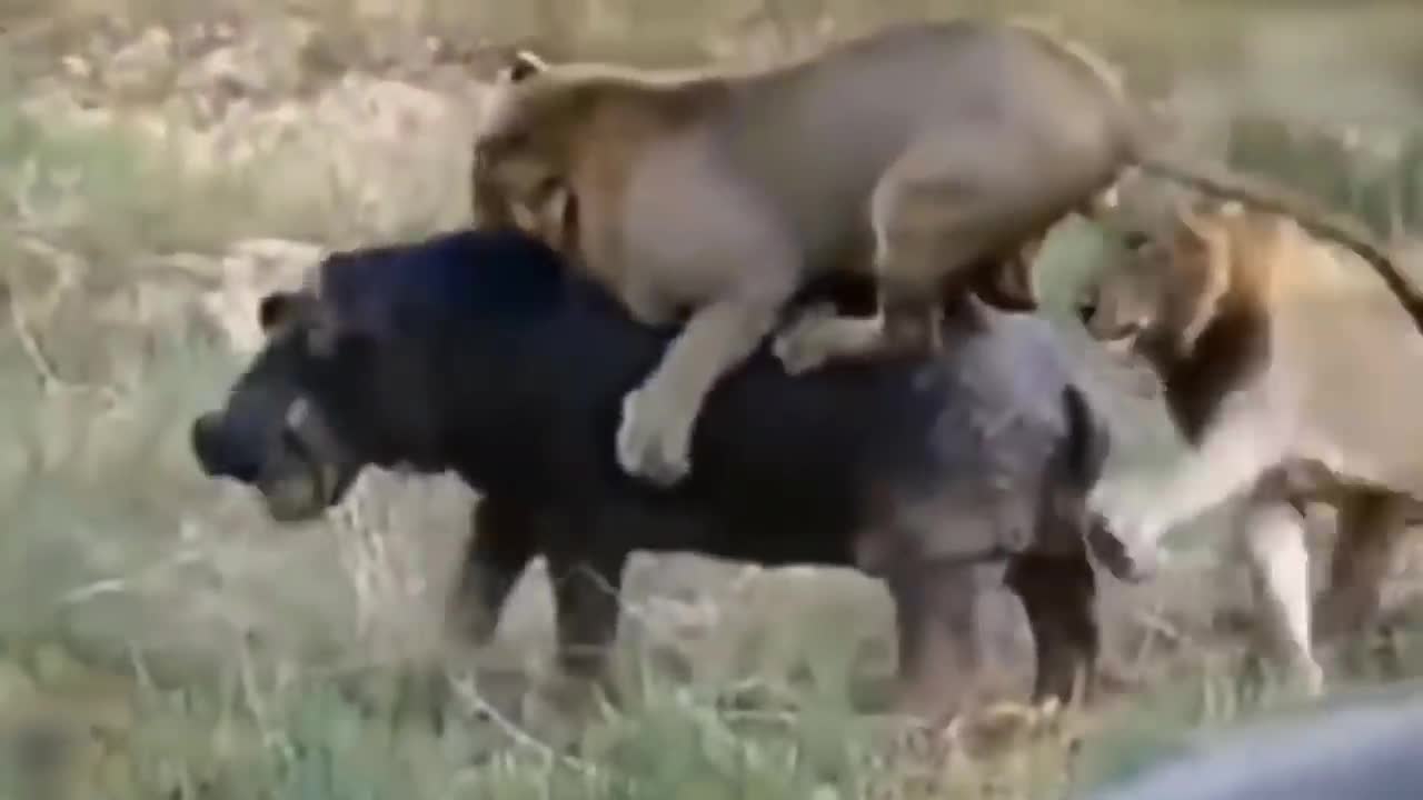 Lion's Failed Hunt Is Prevented By Hippo - Great Battle Of Lion Attack Hippo-18