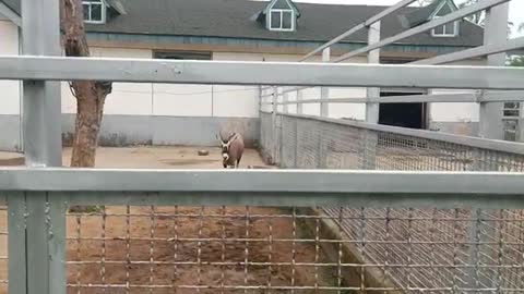 Antelope loves to walk on their own