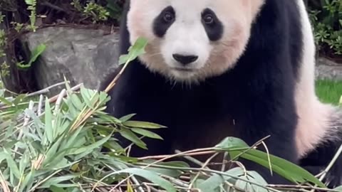 Mama Panda