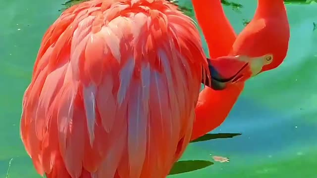 Flamingo