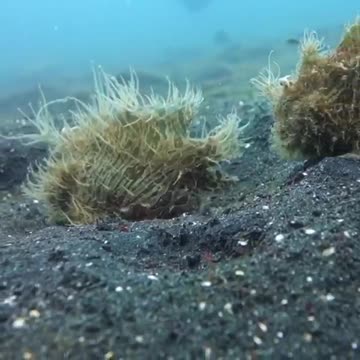 Frogfish walking