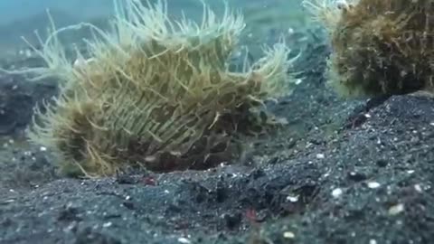 Frogfish walking