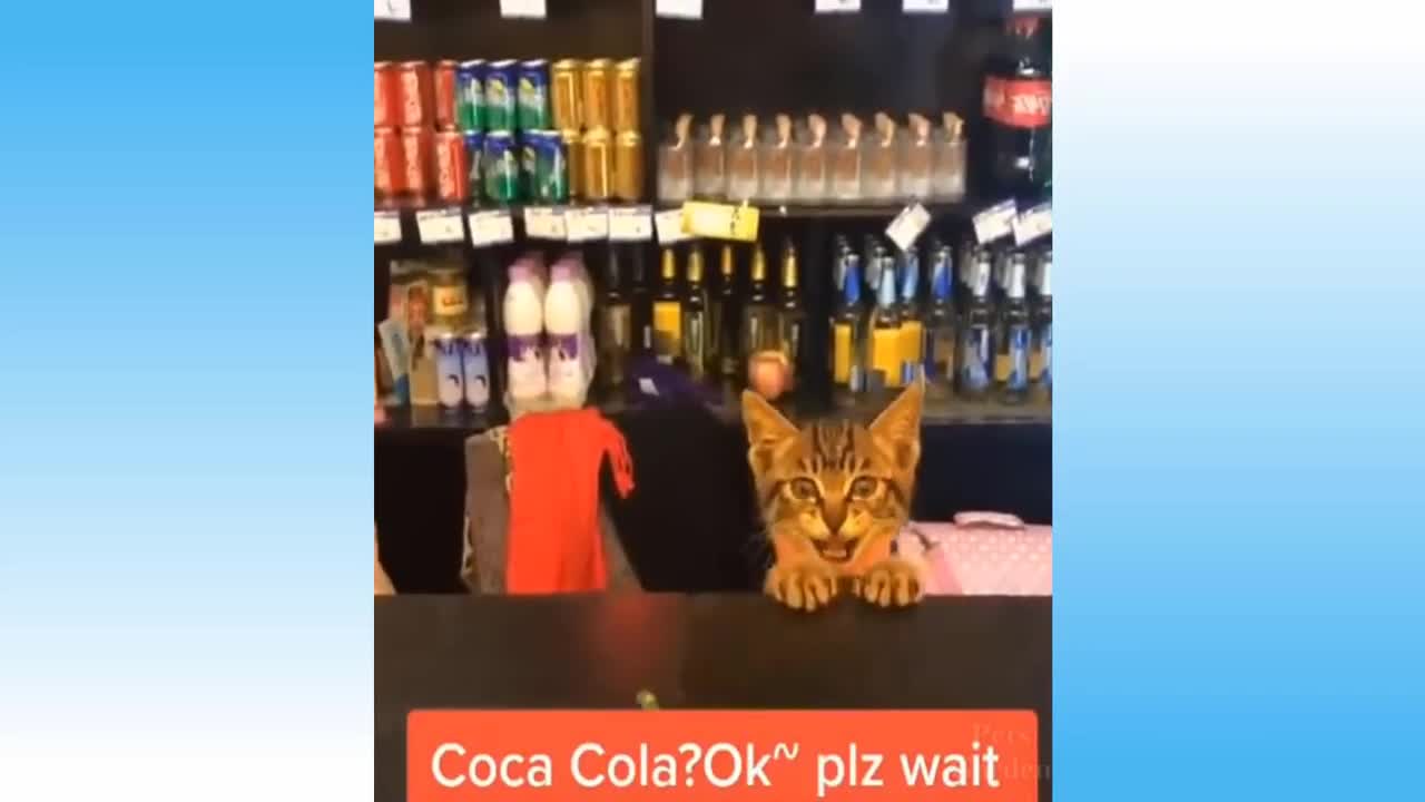 Try not to laugh very funny 😂 Best'of cat funny videos 2022