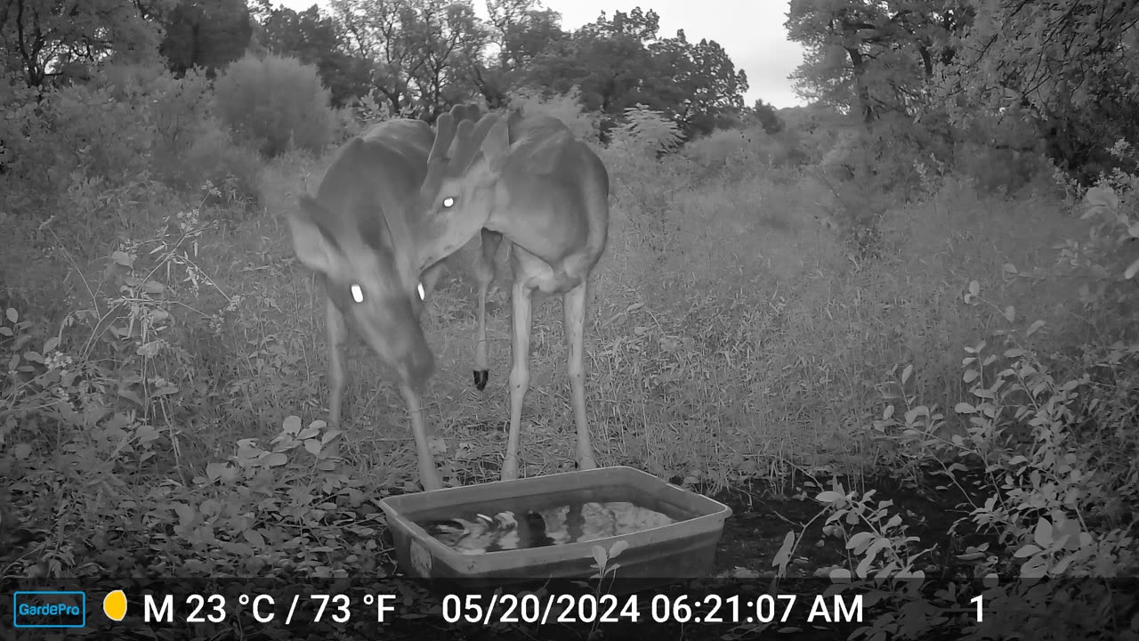 Two White Tail Deer - Hop-along the Deer