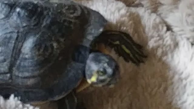 Turtle steals cat bed, Cat reacts