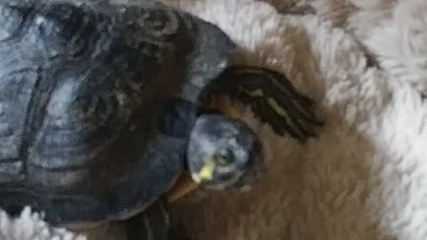 Turtle steals cat bed, Cat reacts