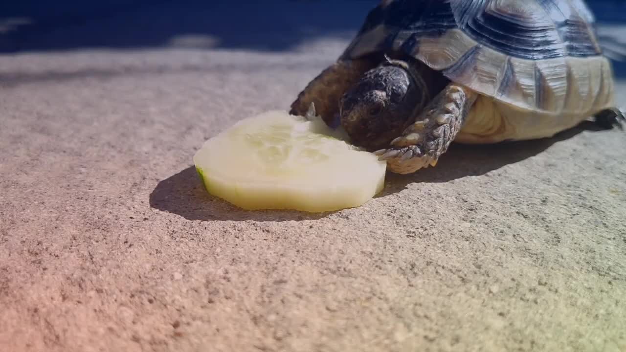 Greek turtle eat