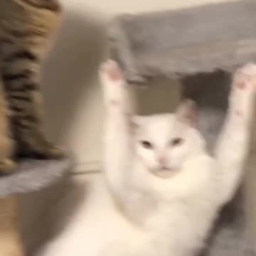 Fanny cat videos | kitty cat video | Cute cat videos | Pet Animal video |