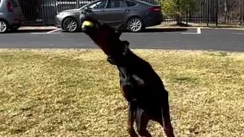 Doberman pinscher