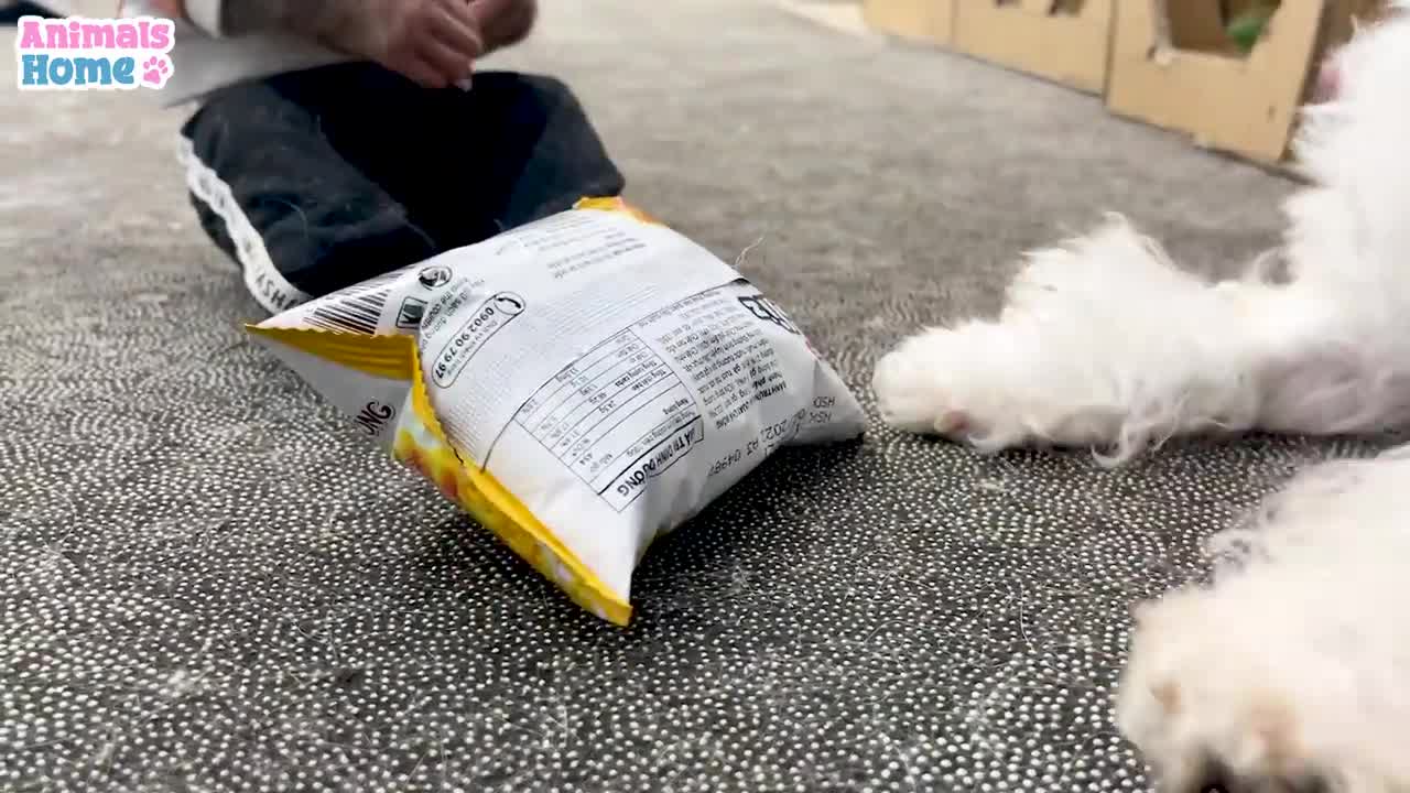 Smart BiBi makes noodles for Puppy