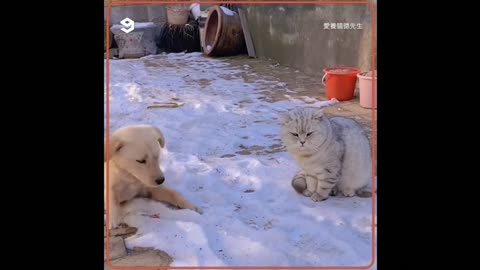 Playful dog versus grumpy cat