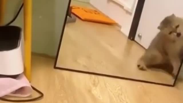 Cat fighting with himself in mirror