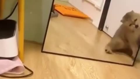 Cat fighting with himself in mirror