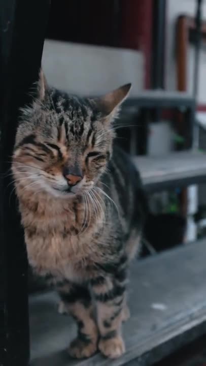 6.my tiger 🐯🐅#shorts #cat