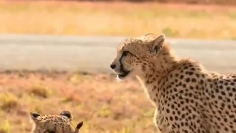 The Indian leopard hunting a cute kitten It's very sad to me.