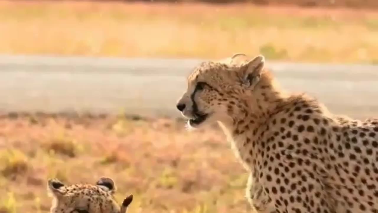 The Indian leopard hunting a cute kitten It's very sad to me.